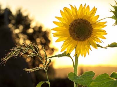 sunflower-1127174_1920.jpg Sommer, Sommerpause, Sonnenblume